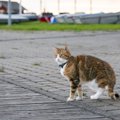 患者やスタッフに大人気の「病院猫」、誘拐されるも無事帰還！地元メ…