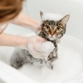 猫の『シャンプー』をするときに避けるべきNG行為5選　危険なトラブルの可…