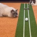 猫の目の前で『ゴルフのパターを練習』したら…『お約束』な展開に思わ…