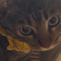 電源の入っていない『ホットカーペットに座る猫』→スイッチを入れてあげる…