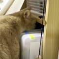 真夏の夜の恐い話…猫ちゃんがしきりに気にする棚奥の怪異！？