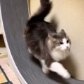 猫が『回し車』で走りだしたら…まさかの"スピード感"が凄す…