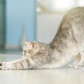 猫が『伸びをしている』ときは、どんな気持ち？猫のストレッチに秘め…