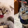 お迎えするなら“保護猫”を…愛猫が「最高のルームメイト」に♡