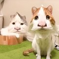 猫用の『加工アプリ』で遊んでみたら…面白すぎる『まさかの変化』に思…