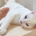 階段で涼んでいる猫→“大好きな次男”が近づいてくると……あまりにも&quo…