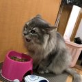 猫がご飯に砂をかける時の心理５つ