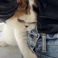 『怖すぎる…』病院に連れて行かれるのを察して怒っちゃう猫ちゃん