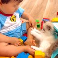 保護子猫にヤキモチを焼いていた赤ちゃん→ふたりになった結果…予想外の『…