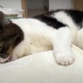 寂しくてやる気の出ない猫くん…。イタズラ猫へと変身！？