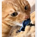 キーホルダーを取り返そうとしたら、『普段は優しい猫』が…想像を超える『…