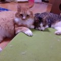 子猫から大人へ…成長すると変わること５つ