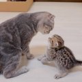 母猫『寝なさい』子猫『まだ遊ぶ！』反抗するも返り討ちに合う光景に2…