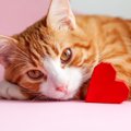 あなたの愛猫は大丈夫？『愛情不足』な猫が見せる仕草・行動7選