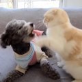 子猫が犬と遊んでいたら…まさかの『乳歯が抜ける瞬間』が凄すぎると23…