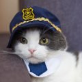 被害者の心のケアを担う「猫警察官」が、テレビ番組の主役になって登場　…
