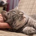 猫が『首をつまむ』と静かになる2つのワケ