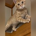 茶トラの子猫が『高い場所』に登った結果…思わず笑顔になる光景に1万2000…