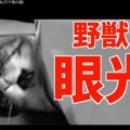 かわいい猫さんが野獣に！？いないいないばあで豹変！