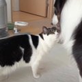 わんこが好きな猫ちゃん！こっそり近づこうとする姿が可愛すぎる♡