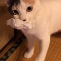 猫のぽてとさん『ティッシュ』を咥えて野獣化！？