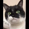 冷蔵庫から降りられない！飼い主に救出を求める猫さんが人気急上昇中！