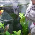 なにこれ！初めて魚を見る子猫♪