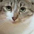 子猫たちがいるケージの前に『座っていた先輩猫』…あまりにも可愛い『遊び…