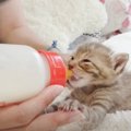 赤ちゃん猫がミルクを飲みすぎた結果…『可愛さ限界突破の光景』が12万…