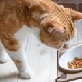 猫が『ご飯を少しだけ残す』理由5つ　なぜ食べきらないの？見直したいポイ…