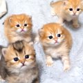 ４匹の『赤ちゃん猫』が入っている大きな箱をのぞくと…『反則級の可愛さ』…
