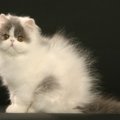 猫に触れると『静電気』が起きるのはなぜ？発生を防ぐ5つの対策術をご紹介