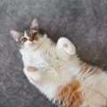 猫があなたに『仲良くなりたい』と伝えているサイン4選　行動に隠され…