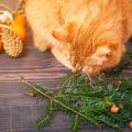 猫はアーモンドを食べても大丈夫？危険な物と食べても良い物