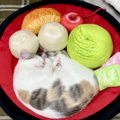 「あんみつの中に猫」アンモニャイトになってる光景に「美味しそう」…