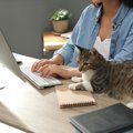 猫飼いさんに優しい国になってきた？企業が実施しているペットのため…