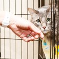 猫を室内飼育するなら『ケージ飼い・放し飼い』どちらがいい？それぞれの…