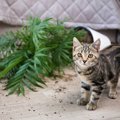 猫にヤメてほしい『わざと物を落とす』4つの理由と対処法