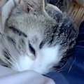 飼い主の隣でくつろいでいた猫→『脇の匂い』を嗅いだ次の瞬間…まさか…
