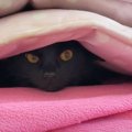 黒猫ちゃんがいない！一体どこへ？？