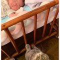 生まれたばかりの赤ちゃんがベッドで寝ていると…お兄ちゃん猫が見せた『素…