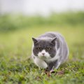 猫が『忍び足』をする4つのワケ