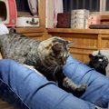 パパがゲームをしていたら、猫と犬に囲まれて…リアルな『ハーレム状態…