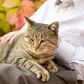 あなたの愛猫は幸せ？ダメ飼い主診断11項目