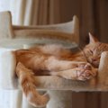 猫が『お尻を向けて眠っている』ときの心理3選