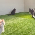庭に4か月かけて『キャットラン』をDIY→猫にお披露目すると…驚きの完…