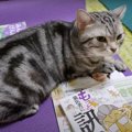 猫ちゃんの小さな抵抗！移動を余儀なくされる…