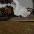 階段でくつろいでいた猫→バランスを崩した結果…『可愛すぎる表情』に笑っ…