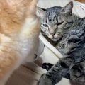 猫の異変に『気付いた柴犬』がとった行動とは…優しさ溢れる光景に心洗われ…