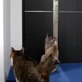 ついに突破！猫ちゃんが扉を開ける瞬間…